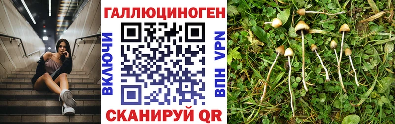 цена   Нариманов  Галлюциногенные грибы прущие грибы 